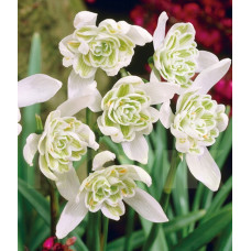 Белоцветник Nivalis Flore Pleno<br />
Размер луковицы : размер луковицы 5/6