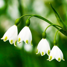 Белоцветник весенний Aestivum<br />
Размер луковицы : размер луковицы 9/10