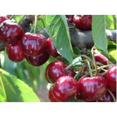 Черешня Фольфер<br />
Возраст растения : 1 год<br />
Объем : открытый корень