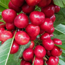 Черешня Кармен<br />
Возраст растения : 1 год<br />
Объем : открытый корень