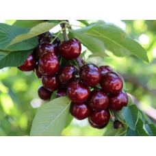 Черешня Роял Хелен<br />
Возраст растения : 1 год<br />
Объем : открытый корень