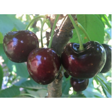 Черешня Скина<br />
Возраст растения : 1 год<br />
Объем : открытый корень