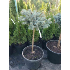 Ель колючая Bialobok (штамб)<br />
Актуальный диаметр : 35-40 см<br />
Объем : 35 л