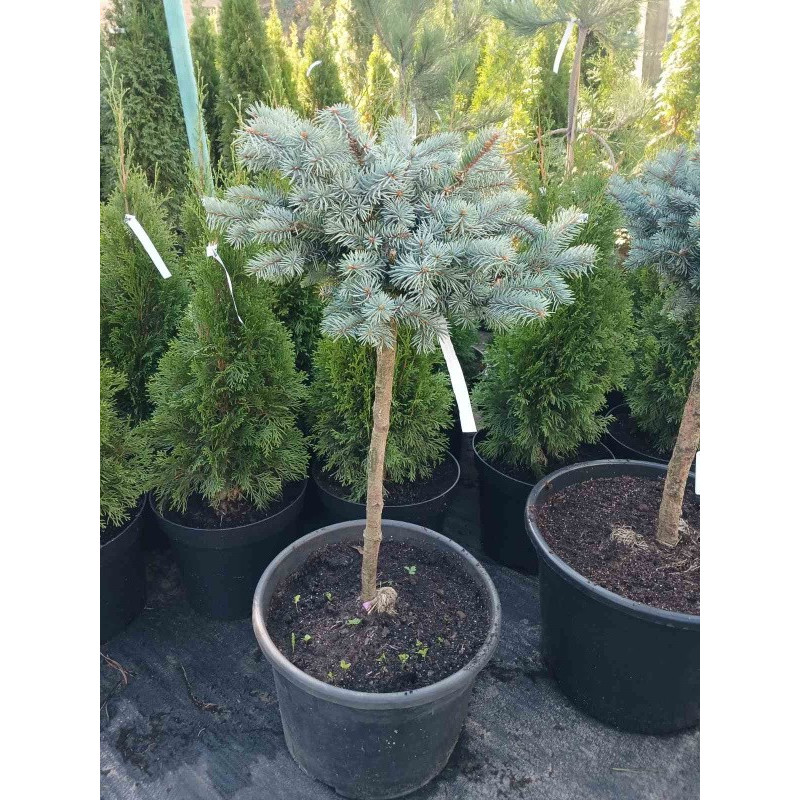 Ель колючая Bialobok (штамб) Актуальный диаметр : 35-40 см Объем : 35 л