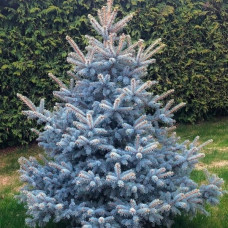 Ялина колюча Blue Diamond<br />
Актуальна висота : 35-40 см<br />
Об'єм : 5 л