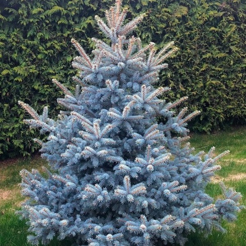 Ялина колюча Blue Diamond Актуальна висота : 35-40 см Об'єм : 5 л