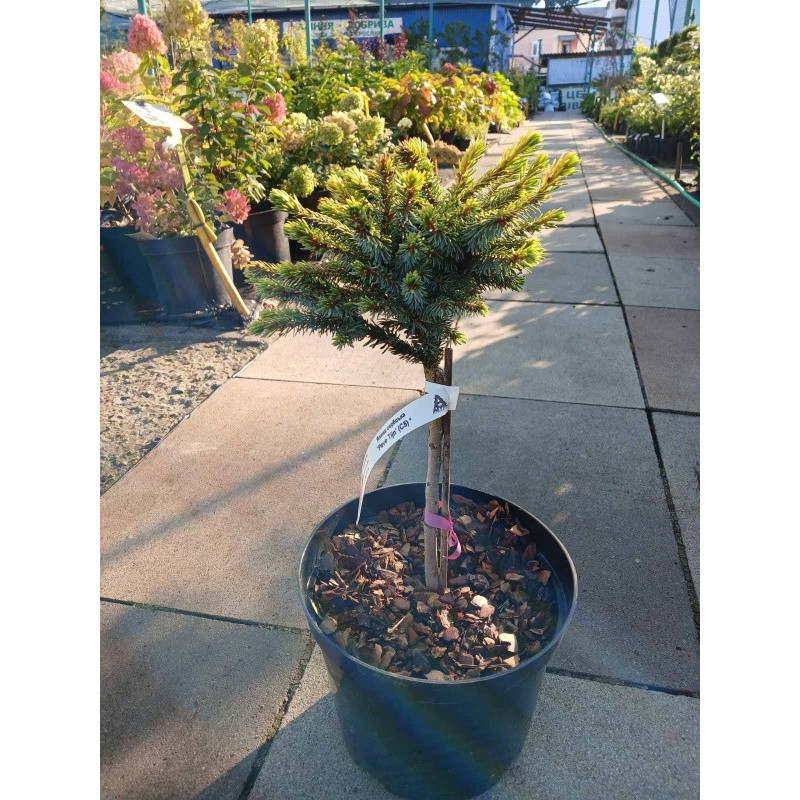 Ялина сербська Peve Tij (штамб) Актуальний діаметр : 20-25 см Об'єм : 5 л