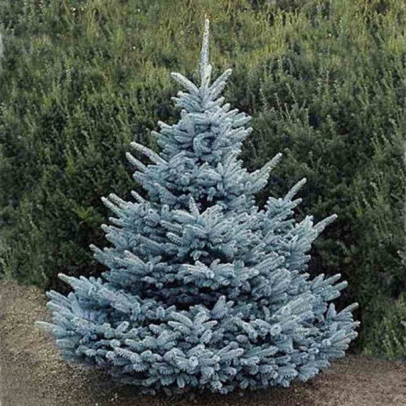 Ялина колюча Super Blue Seedling Актуальна висота : 60-70 см Об'єм : 7,5 л
