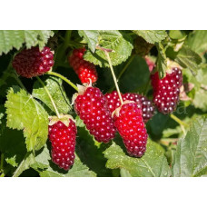 Ожина Букінгем Тайберрі<br />
Вік рослини : 2 роки<br />
Об'єм : 3 л