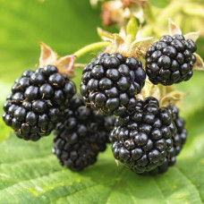 Ожина Вон<br />
Вік рослини : 2 роки<br />
Об'єм : 3 л