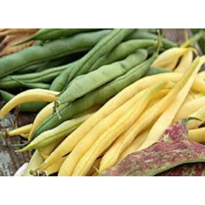 Фасоль Спаржевая Файни Колежанки Вес : 20 г