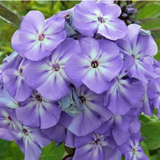 Флокс волотистий Blue Boy<br />
Об'єм : 3 л