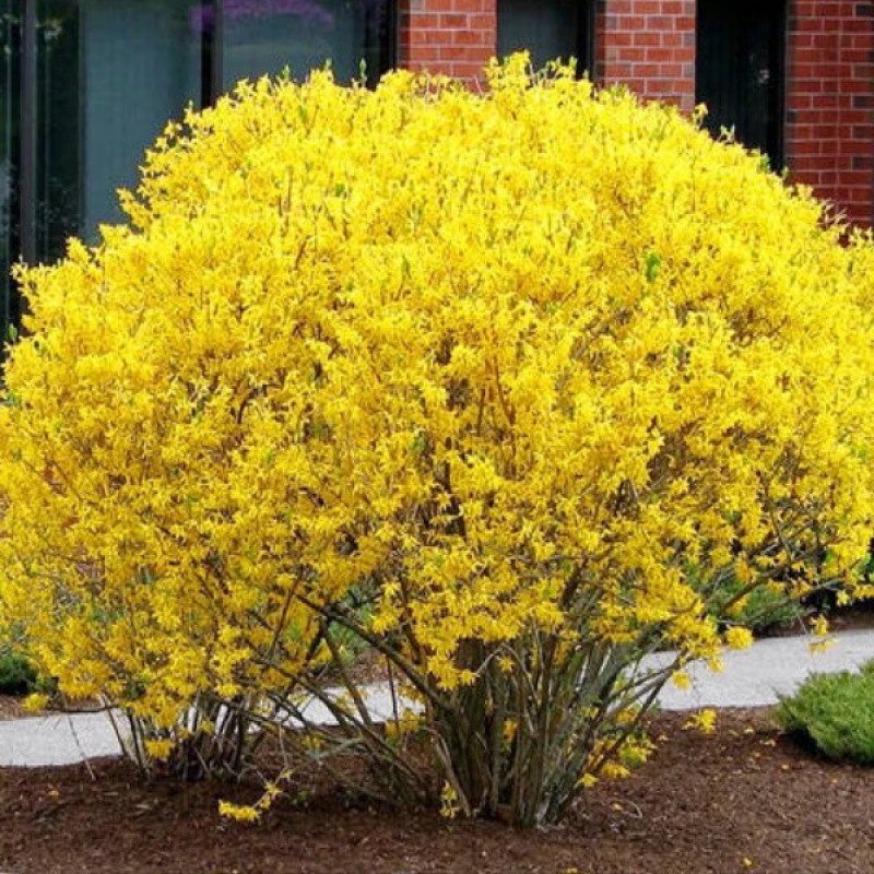 Форзиція середня Lynwood Актуальна висота : 25-30 см Об'єм : 3 л