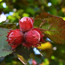 Фундук Варшавский<br />
Возраст растения : 4 года<br />
Объем : 5 л