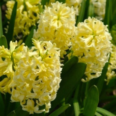 Гиацинт Golden Crown<br />
Размер луковицы : размер луковицы 14/15