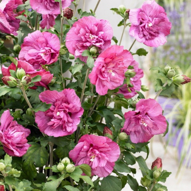 Гибискус сирийский Duc de Brabant Актуальная высота : 40-45 см Объем : 5 л