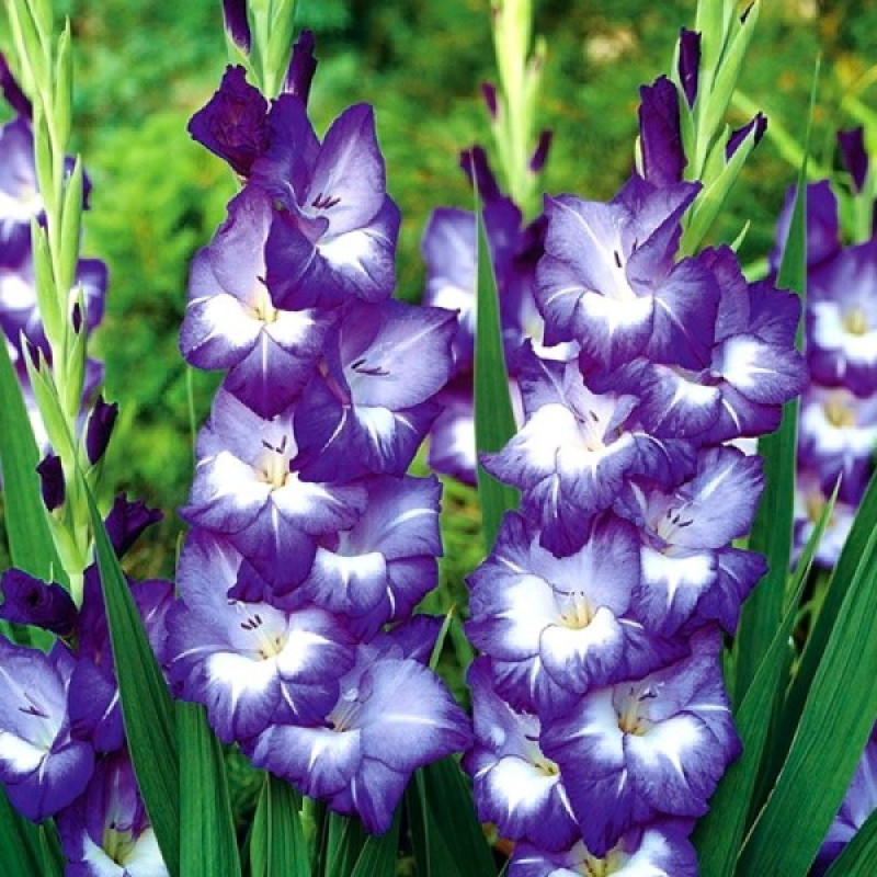 Гладіолус Великоквітковий Nori Розмір цибулини : розмір цибулини 12/14