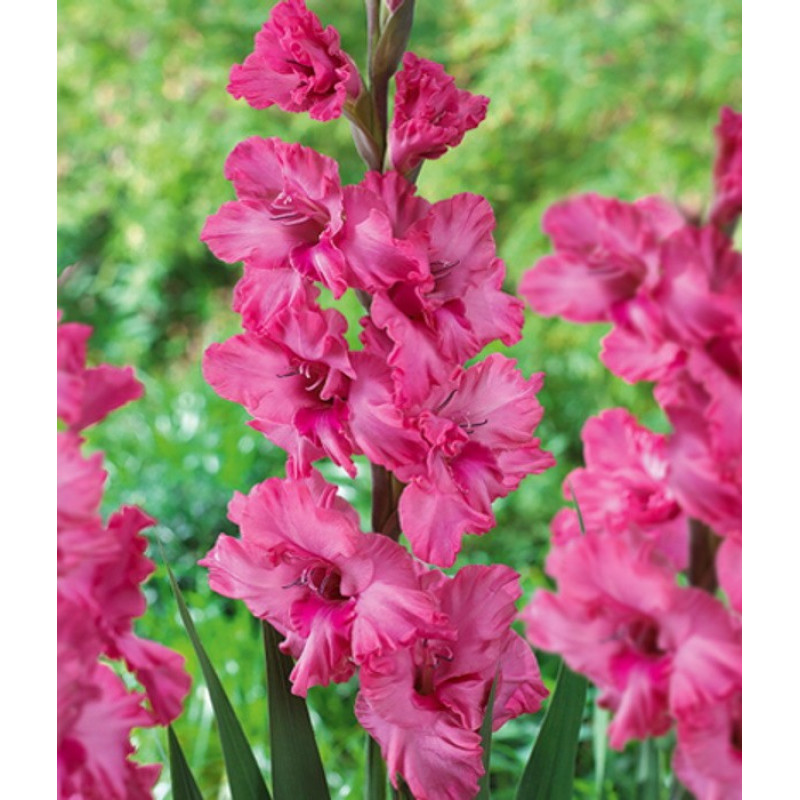 Гладиолус Крупноцветковый Kingston Ruffle Размер луковицы : размер луковицы 12/14