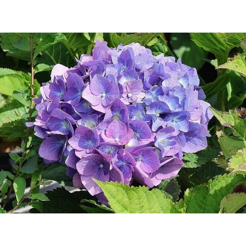 Гортензія великолиста Bella Актуальна висота : 30-35 см Об'єм : 7,5 л