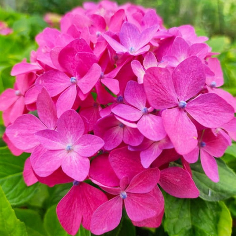 Гортензія великолиста Hornli Актуальна висота : 25-30 см Об'єм : 3 л