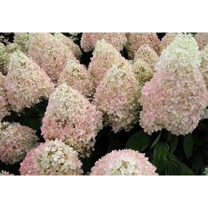 Гортензія волотиста Magical Sweet Summer Актуальна висота : 30-35 см Об'єм : 3 л