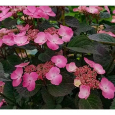 Гортензія пильчаста Daredevil<br />
Актуальна висота : 30-35 см<br />
Об'єм : 3 л