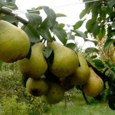 Груша Говерла<br />
Вік рослини : 3 роки<br />
Об'єм : 15 л