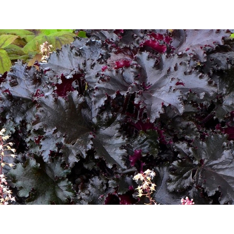 Гейхера Black Taffeta Об'єм : 1,5 л