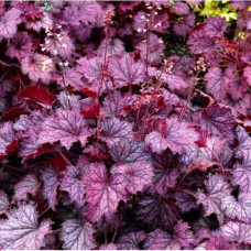 Гейхера Plum Frost<br />
Об'єм : 1,5 л