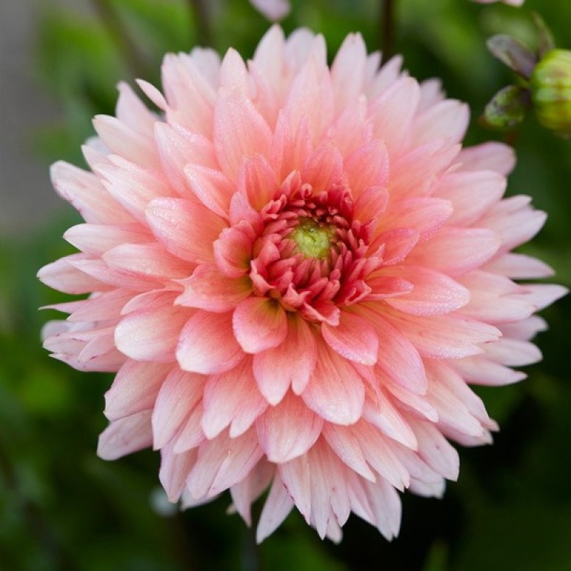 Георгина Gallery Leonardo Объем : 3 л