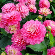 Жоржина Melody Pink Allegro<br />
Об'єм : 3 л