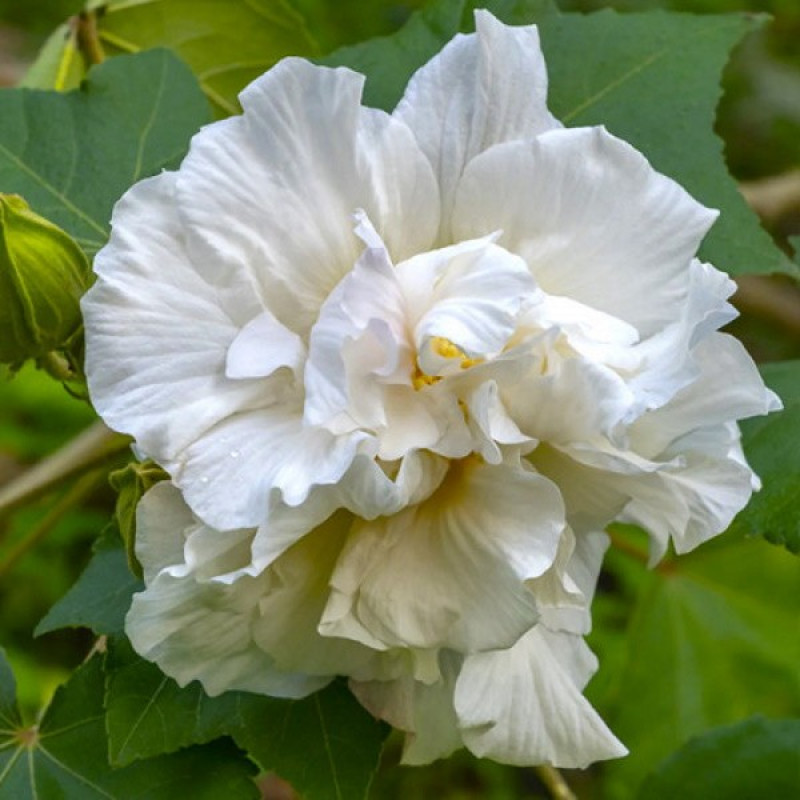 Гибискус сирийский Admiral Dewey Актуальная высота : 30-35 см Объем : 3 л