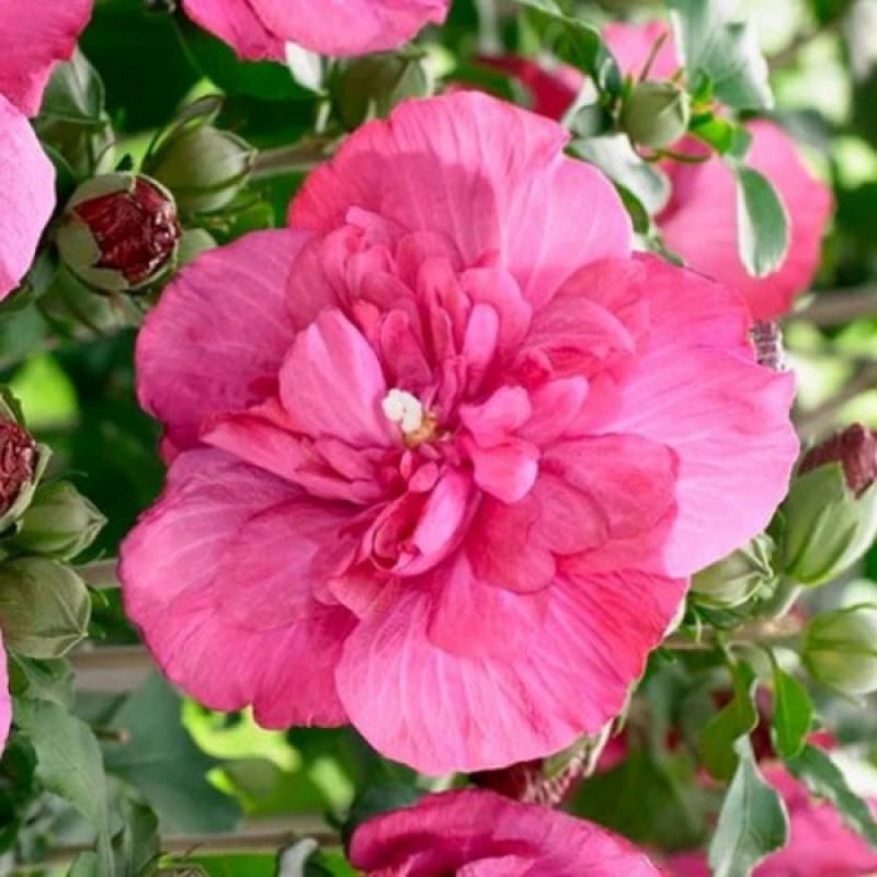 Гибискус сирийский Flower Tower Ruby Актуальная высота : 50-60 см Объем : 7 л