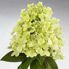 Гортензия метельчатая Panflora<br />
Актуальная высота : 20-25 см<br />
Объем : 2 л