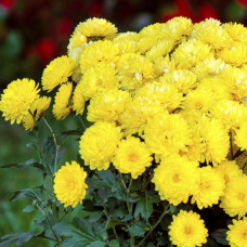 Хризантема Holly<br />
Объем : 3 л
