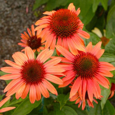 Ехінацея Prairie Blaze Orange Sunset<br />
Об'єм : 1 л