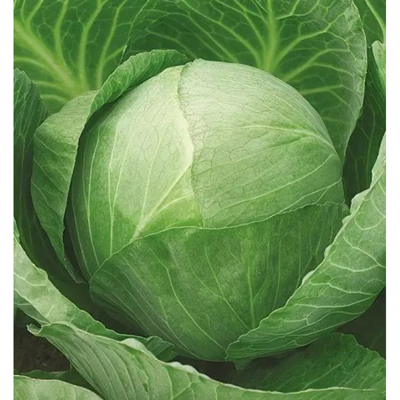 Капуста білокачанна Українська осінь Вага : 1 г