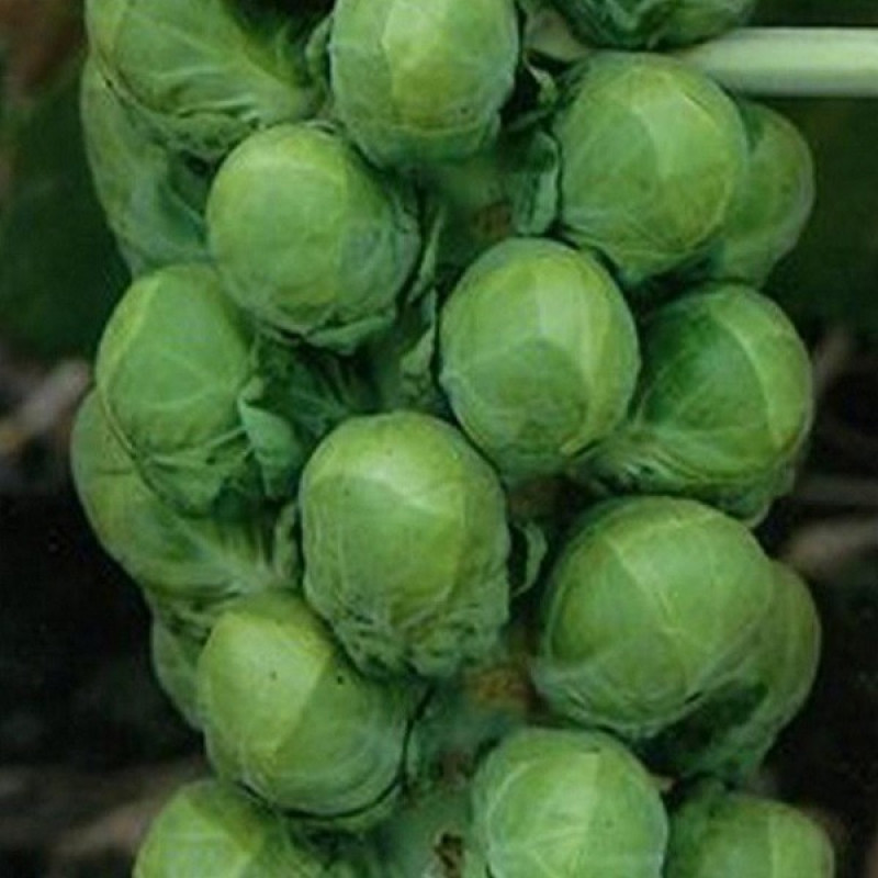 Капуста брюссельська Касіопея F1 Вага : 1 г