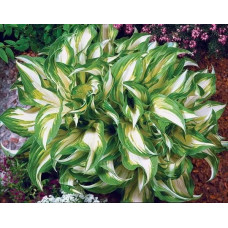 Хоста Undulata Mediovariegata<br />
Об'єм : 2 л