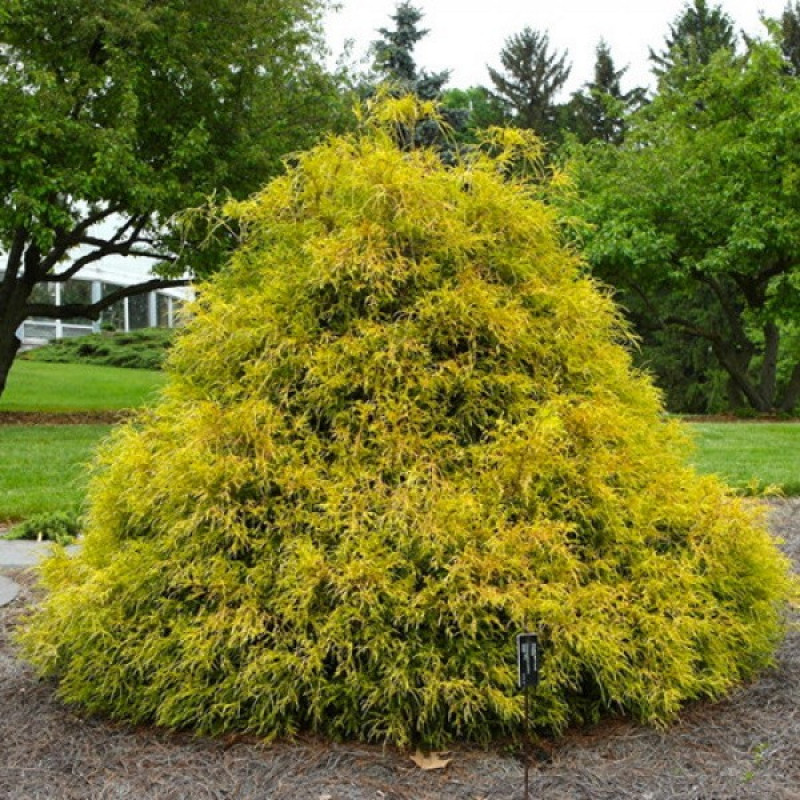 Кипарисовик горохоплідний Golden Mop Актуальна висота : 25-30 см Об'єм : 3 л