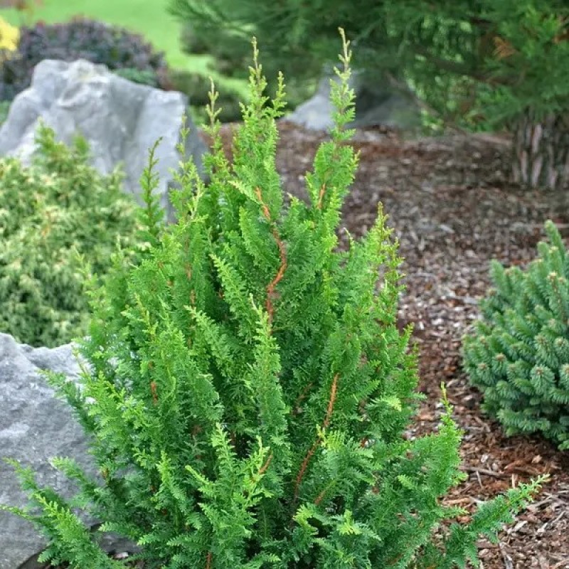 Кипарисовик тупий Teddy Bear Актуальна висота : 25-30 см Об'єм : 3 л