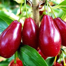 Кизил Михайловский<br />
Актуальная высота : 30-35 см<br />
Возраст растения : 2 года<br />
Объем : открытый корень