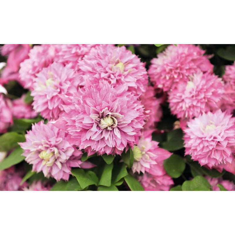 Клематіс Multi Pink Актуальна висота : 20-30 см Об'єм : 3 л