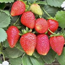 Клубника Аллегро<br />
Объем : Р9