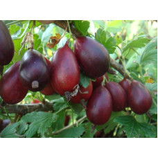 Крыжовник Кооператор<br />
Возраст растения : 2 года<br />
Объем : открытый корень