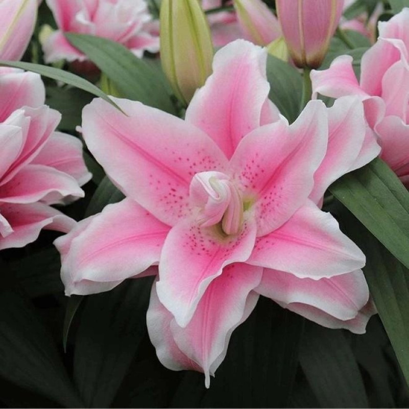 Лілія махрова Milano Розмір цибулини : розмір цибулини 12/14