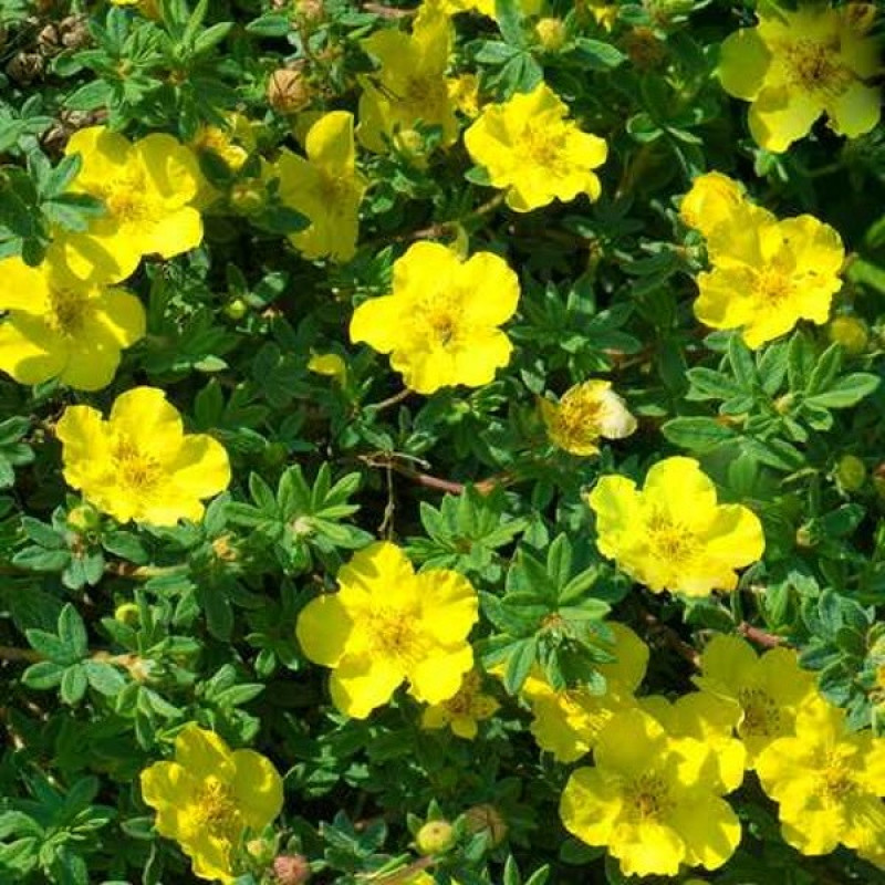 Лапчатка кущова Satters Gold Актуальна висота : 15-20 см Об'єм : 3 л