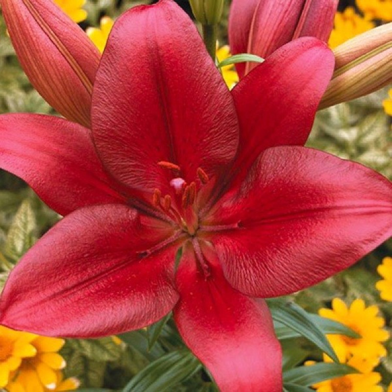 Лілія ЛА-Гібрид Forza Red Розмір цибулини : розмір цибулини 14/16