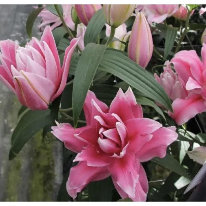 Лілія махрова Double Dutch Fluoriet Розмір цибулини : розмір цибулини 13/14