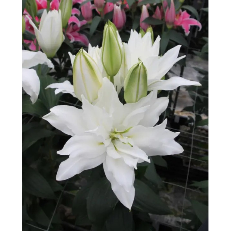 Лілія махрова Double Dutch Crystal Розмір цибулини : розмір цибулини 13/14